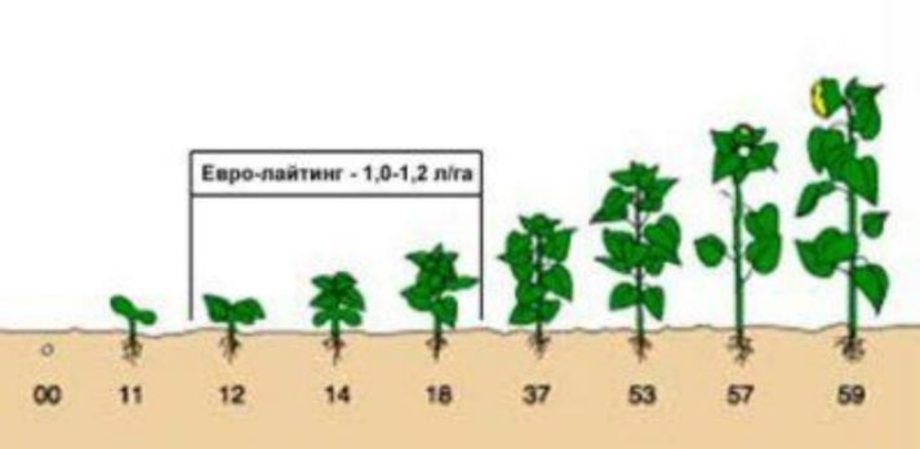 Клеарфілд 01