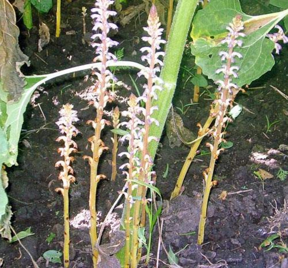 Клеарфілд 03